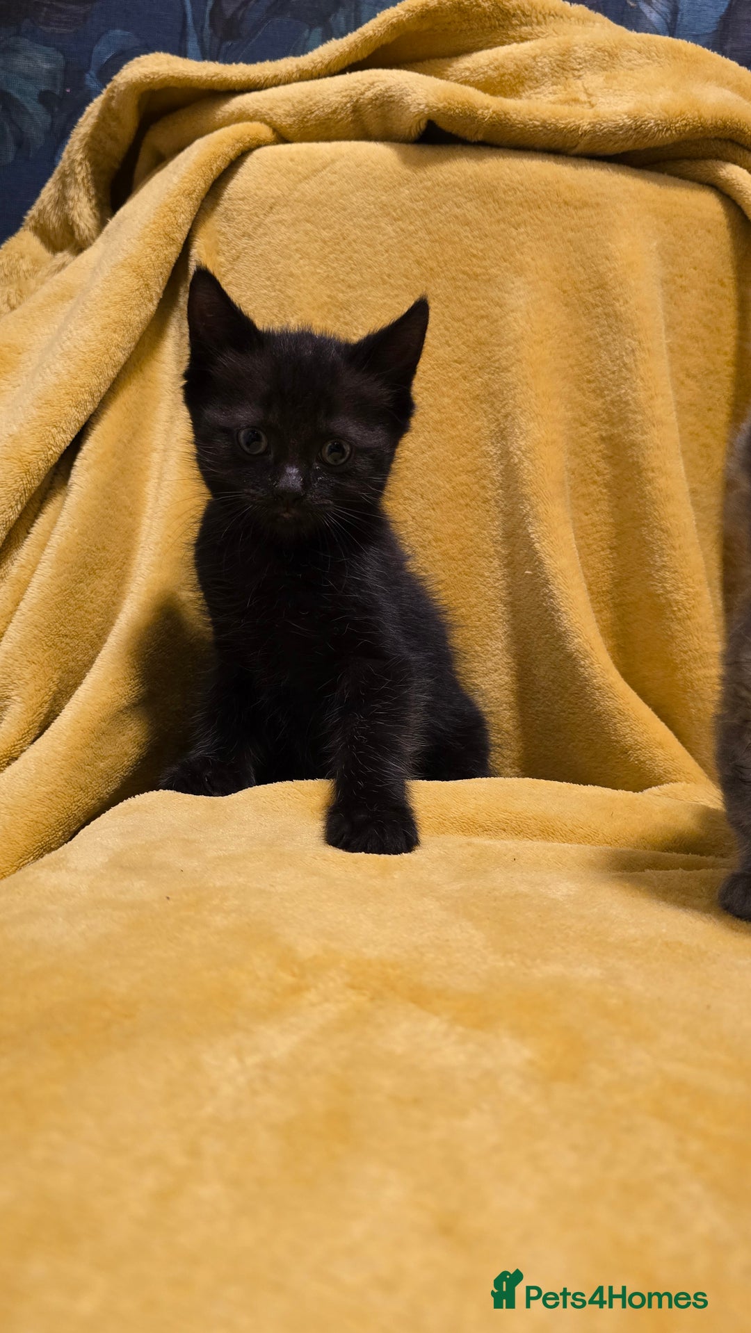 Mixed Breed cats for sale: Beautiful half ragdoll kittens - Image 17