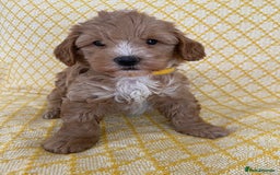 Maltipoo dogs for sale: Beautiful, health tested maltipoos  - Image 10