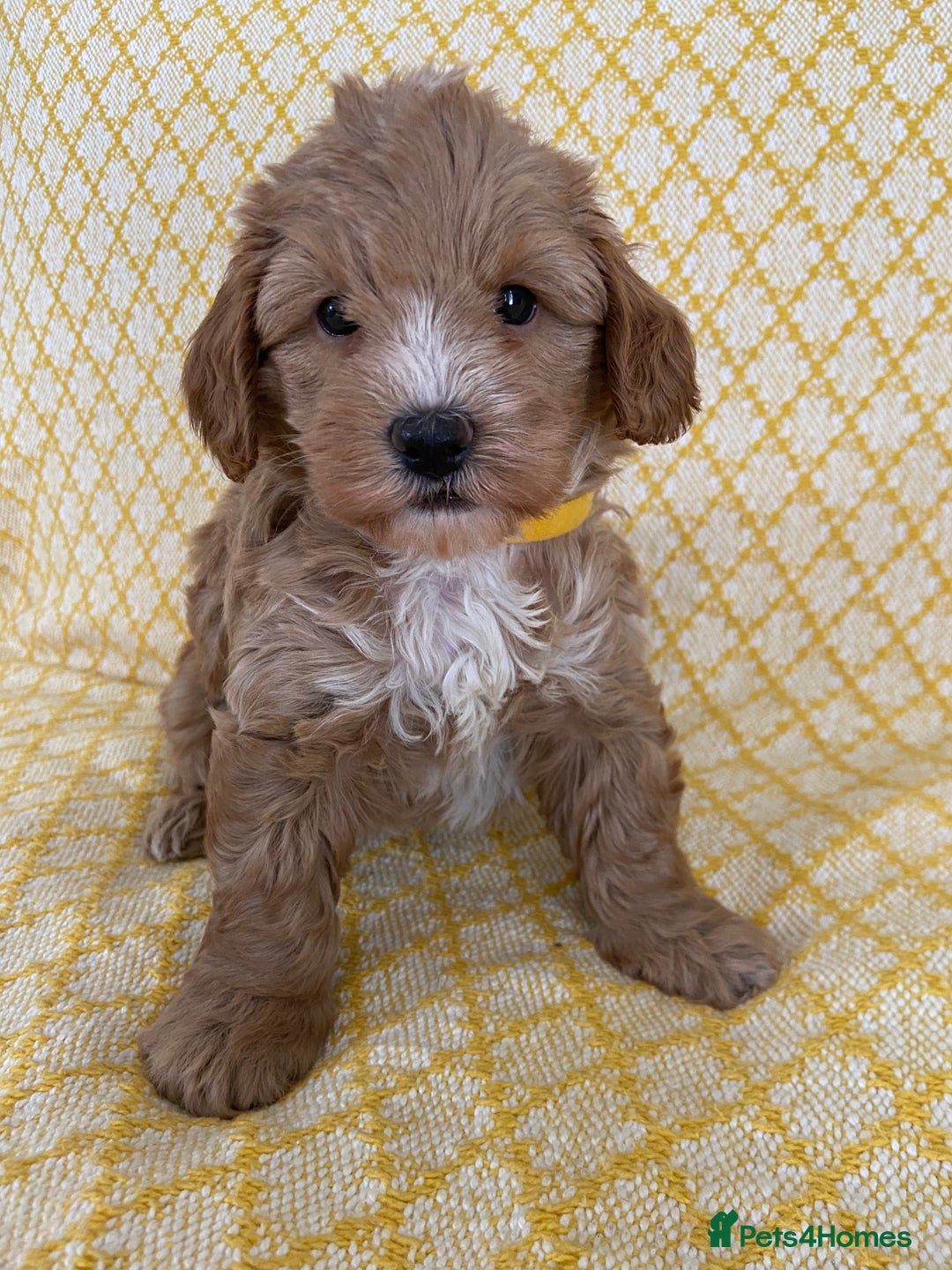 Maltipoo dogs for sale: Beautiful, health tested maltipoos  - Image 10