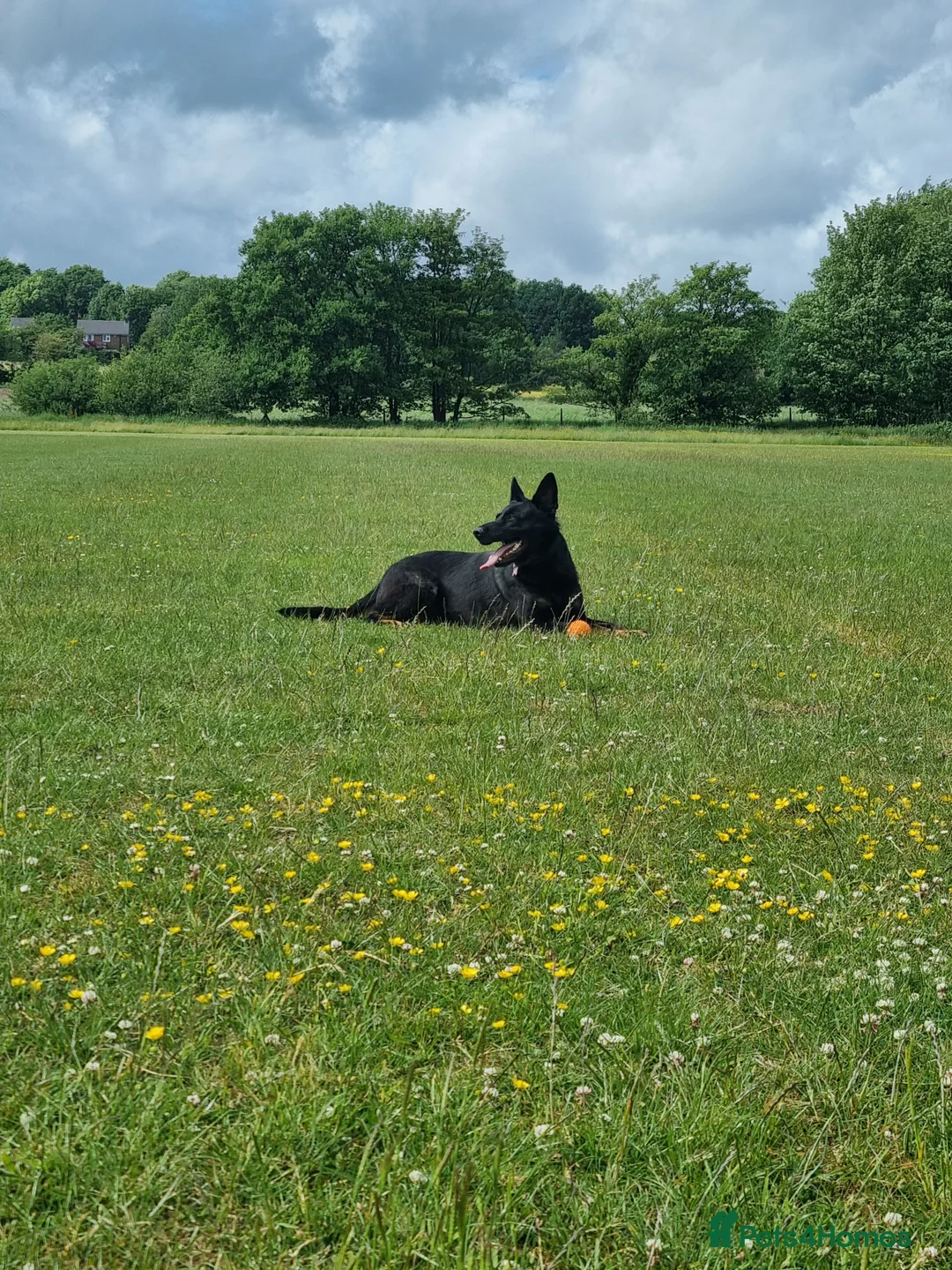 German Shepherd dogs for sale: Female german shepherd  - Advert 3