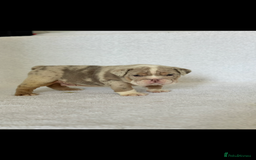 English Bulldog dogs for sale: KC registered English bulldog puppies - Image 11