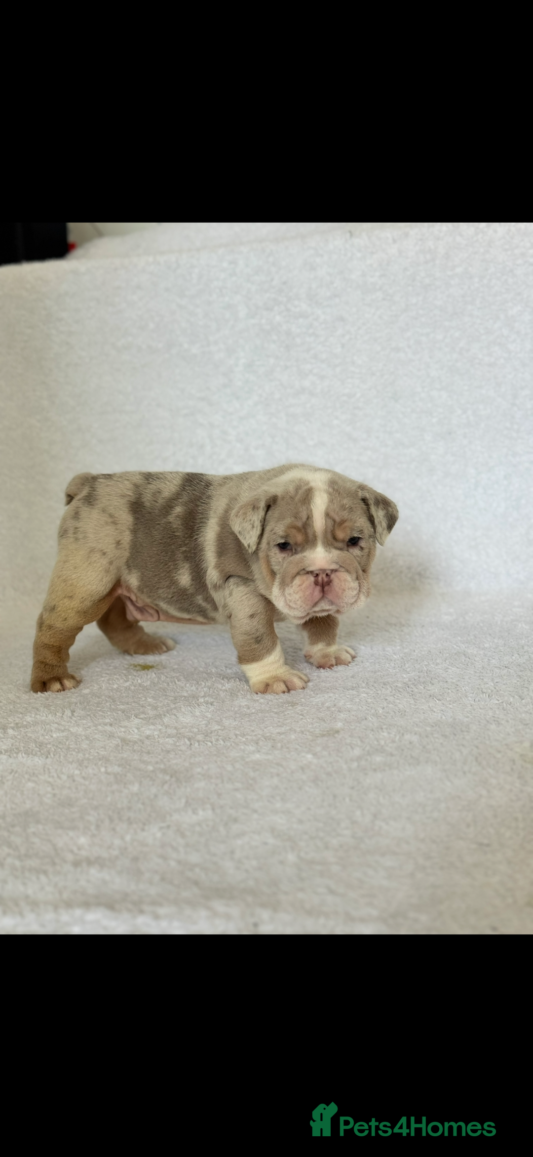 English Bulldog dogs for sale: KC registered English bulldog puppies - Image 11