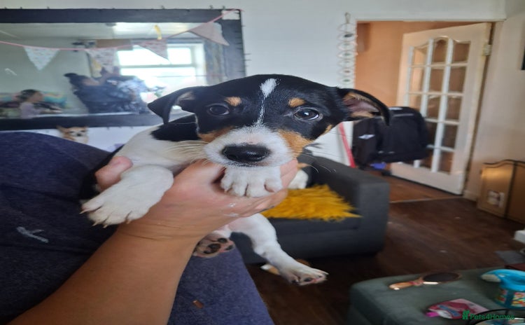 Jack Russell dogs - Advert 6