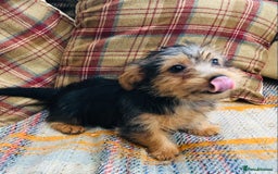 Norfolk Terrier dogs for sale: Stubleywood 3/4 Norfolk puppies - Image 2
