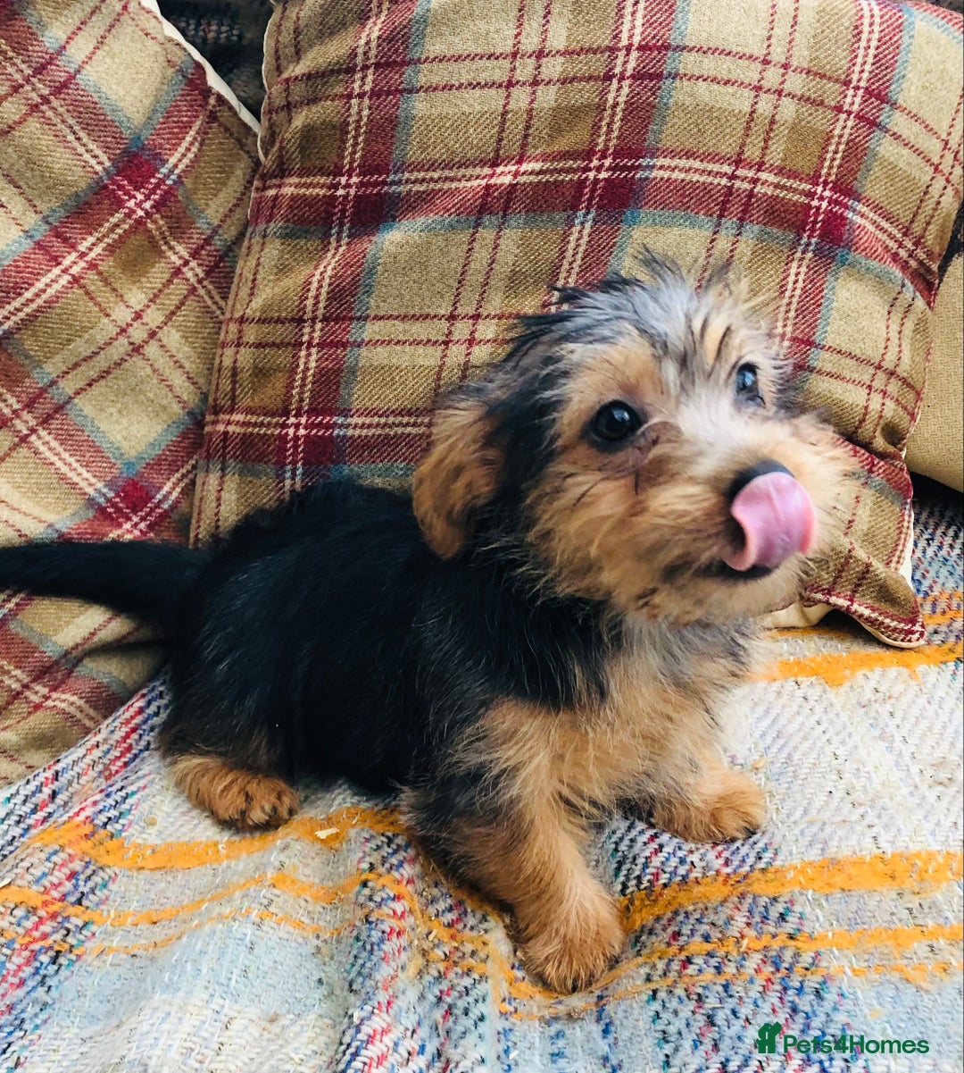 Norfolk Terrier dogs for sale: Stubleywood 3/4 Norfolk puppies - Image 2