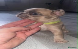 French Bulldog dogs for sale: Fluffy French bull dogs for sale - Image 3