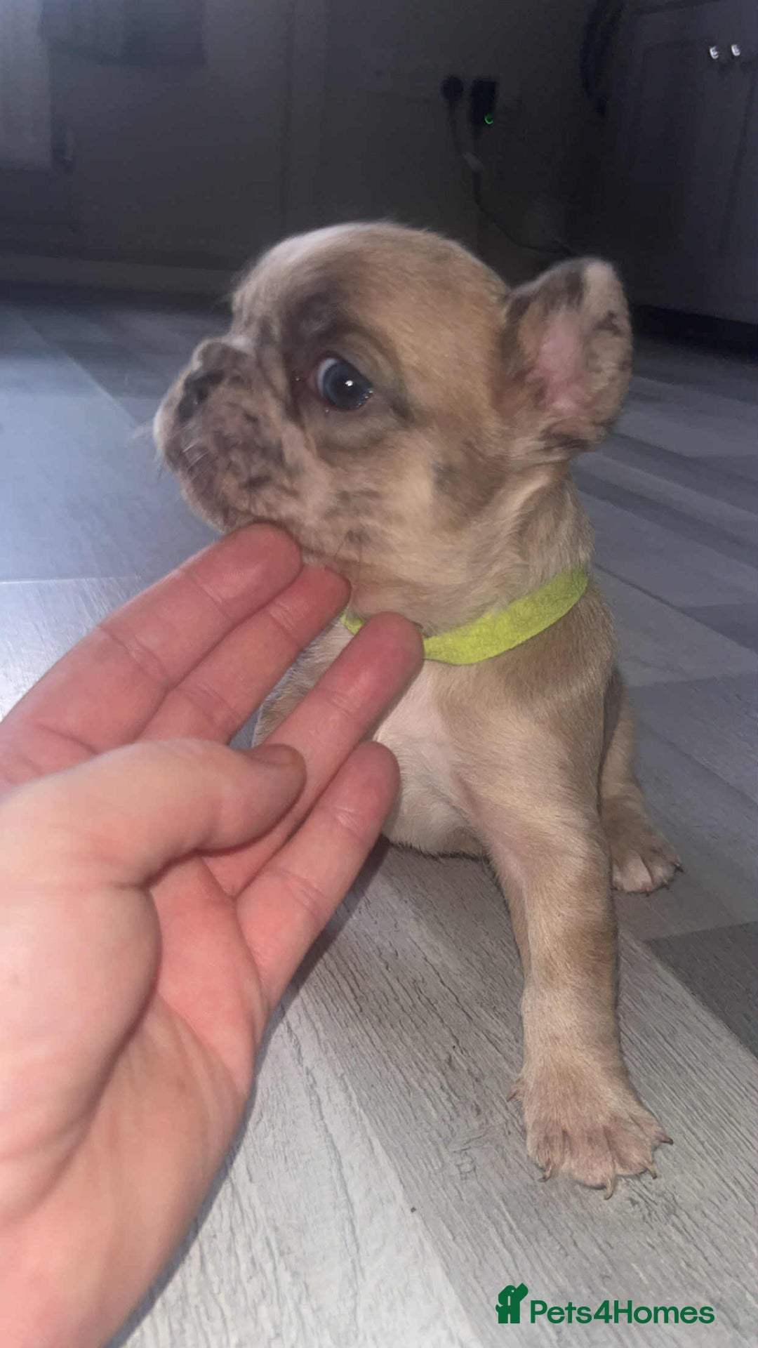 French Bulldog dogs for sale: Fluffy French bull dogs for sale - Image 3