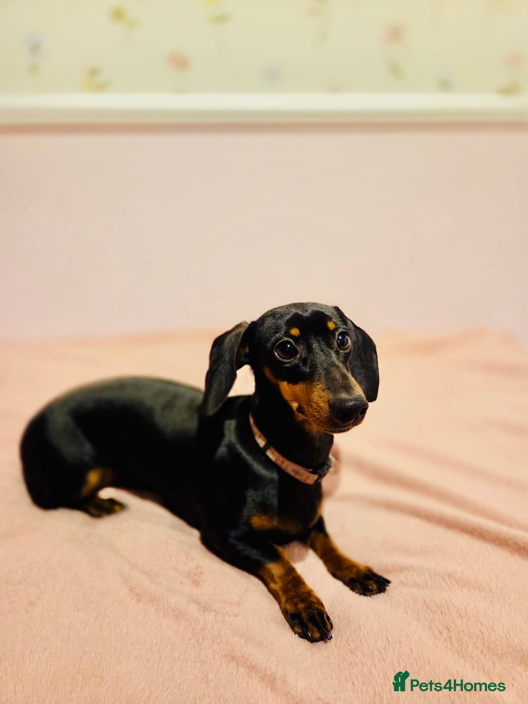 Miniature Dachshund dogs for sale: Miniature Dachshund- Female - 10 months old - Advert 8