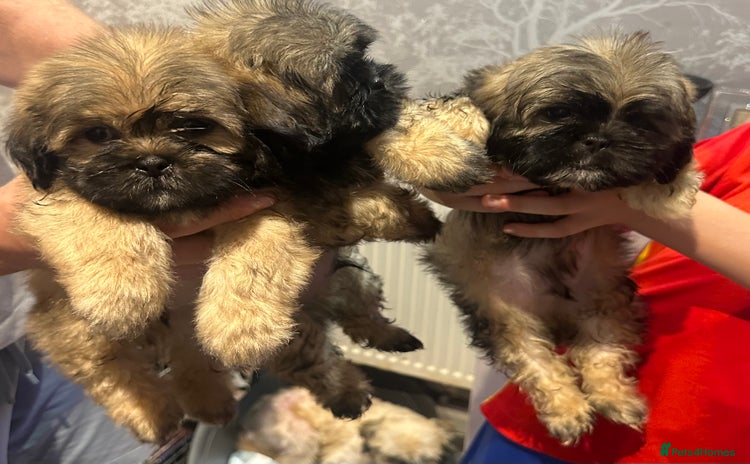 Shih Tzu dogs - Advert 6