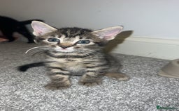Mixed Breed cats for sale: 4 Beautiful tabby kittens - Image 3