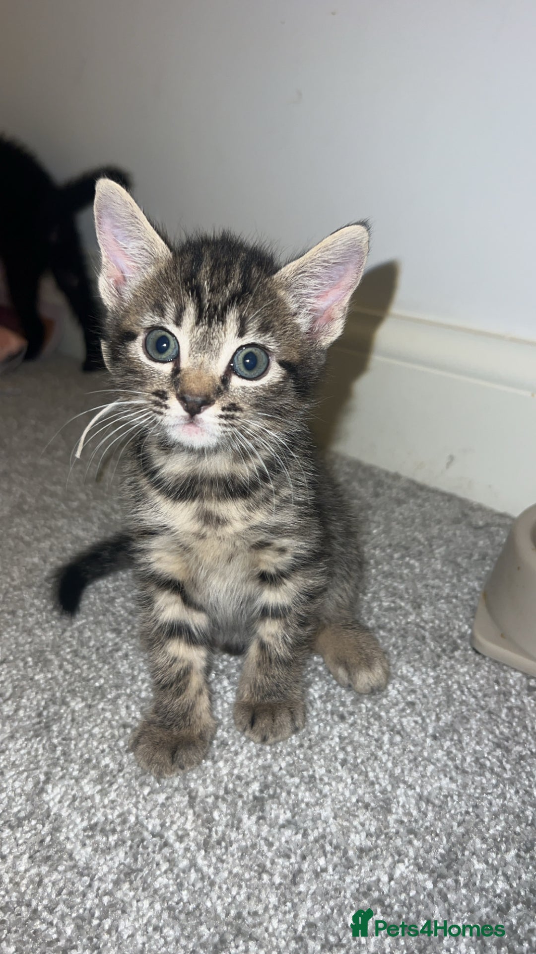 Mixed Breed cats for sale: 4 Beautiful tabby kittens - Image 3