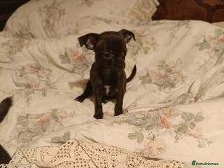 Chihuahua dogs Chihuahua - Advert 3