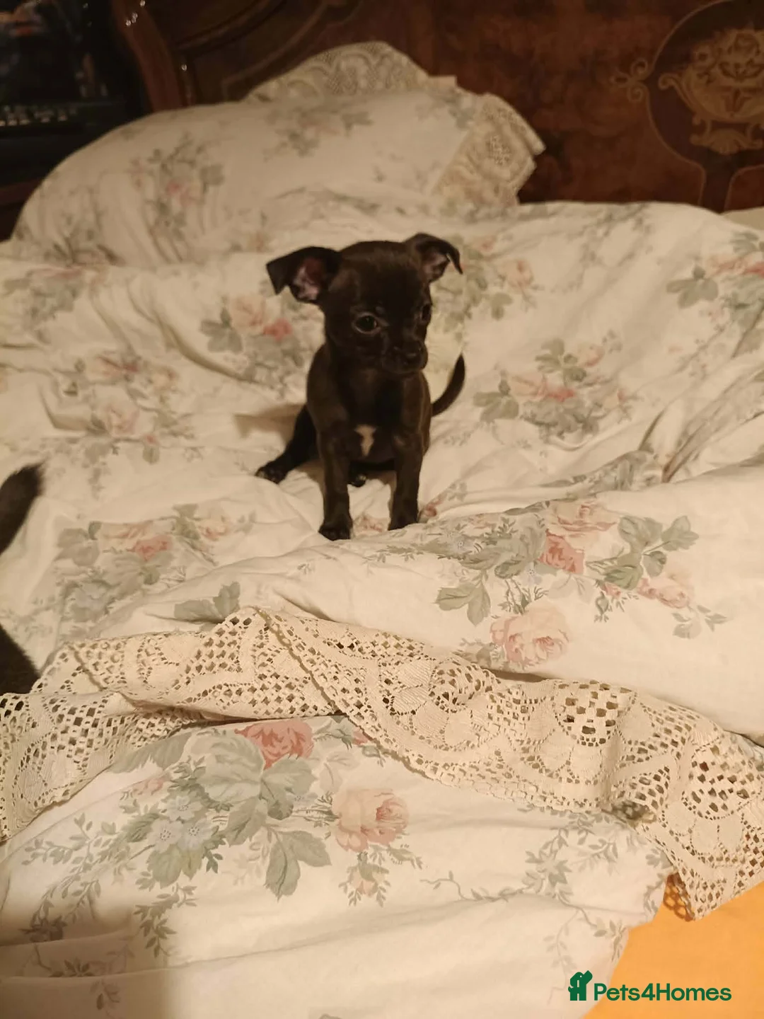 Chihuahua dogs for sale: Chihuahua - Advert 1