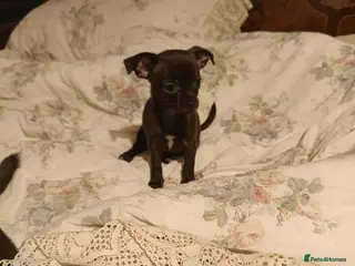 Chihuahua dogs Chihuahua - Advert 6