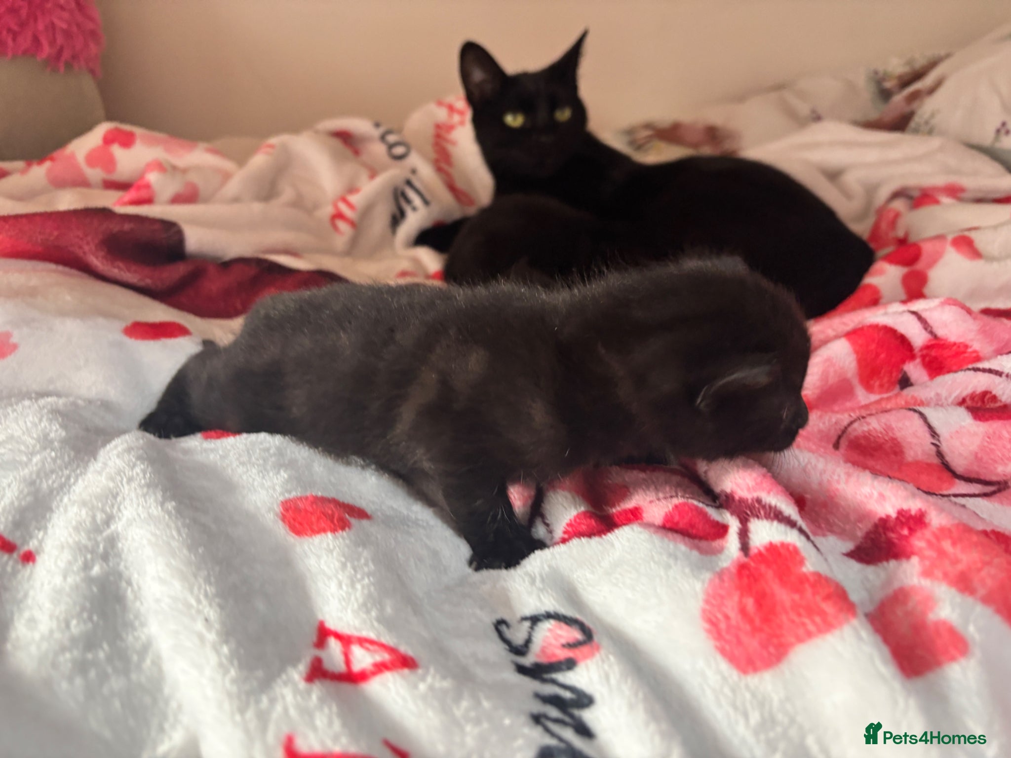 Mixed Breed cats Black female kittens  - Advert 3