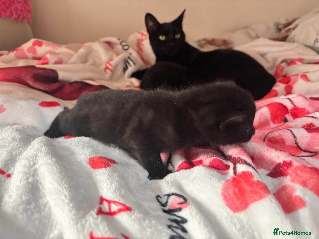 Mixed Breed cats for sale: Black female kittens  in Norwich - Advert 1