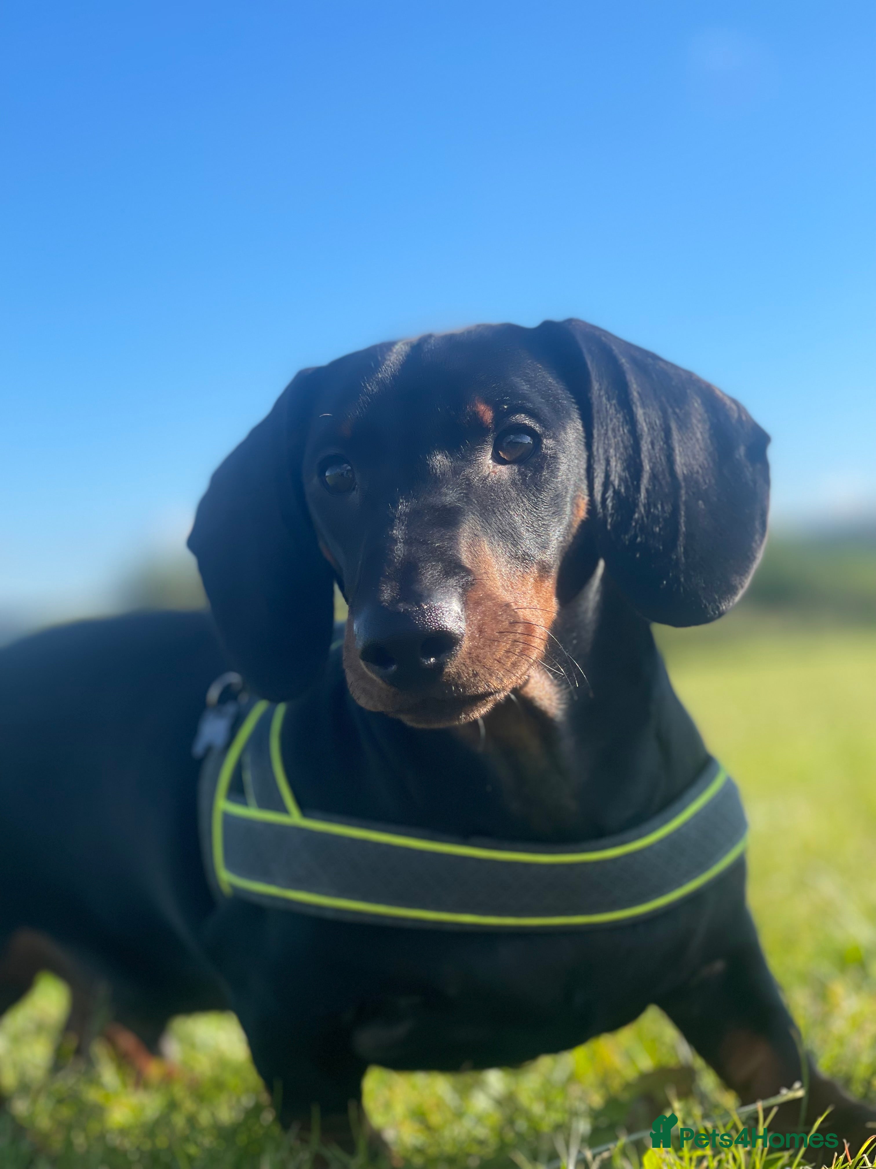 Dachshund dogs 🥃 Stud Available – Whiskey the Dachshund 🐾 - Advert 7