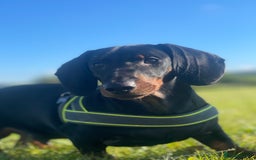 Dachshund dogs for stud: 🥃 Stud Available – Whiskey the Dachshund 🐾 - Image 1