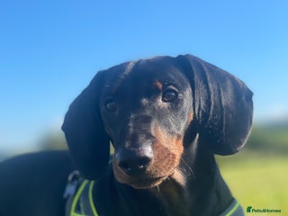 Dachshund dogs 🥃 Stud Available – Whiskey the Dachshund 🐾 - Advert 9