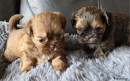 Shih Tzu dogs for sale: Stunning Rare Brindle Imperial Shih Tzu puppies - Image 14
