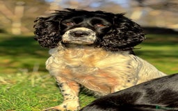 Cocker Spaniel dogs for sale: 1 beautiful boy working cocker spaniels left £650 - Image 24