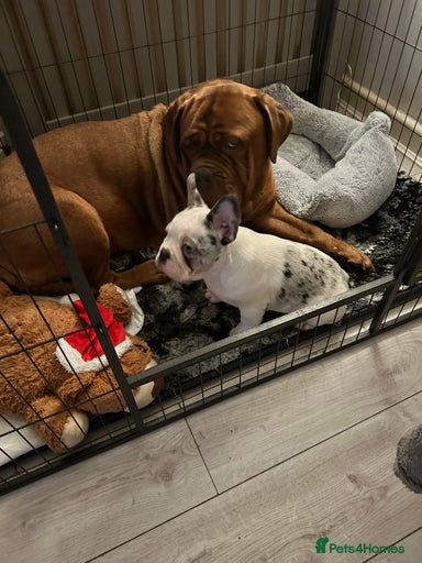 Gallery Image {{count}}