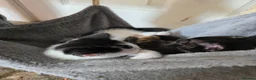 Domestic Shorthair cats for sale: Kittens - Advert 5