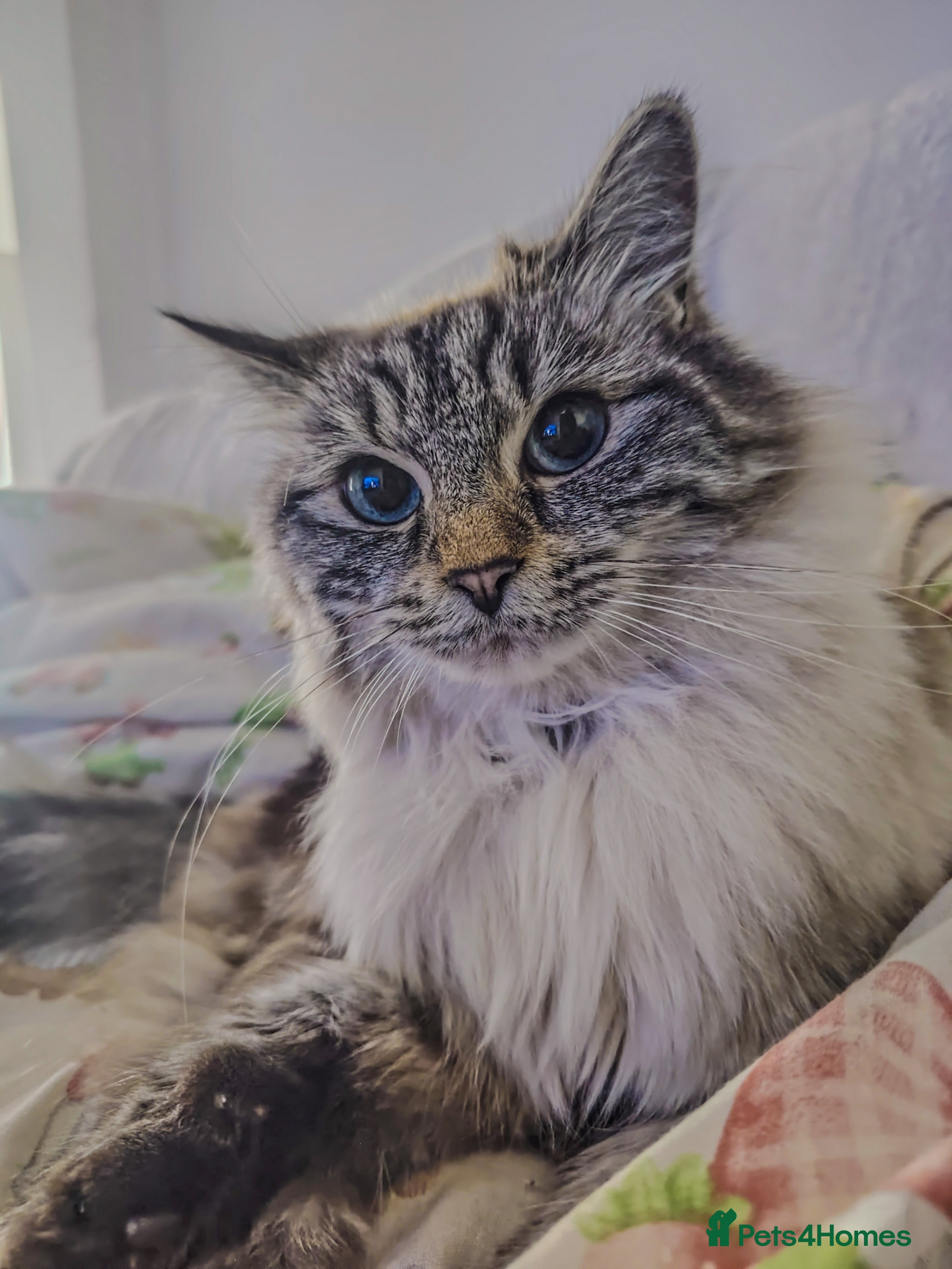 Ragdoll cats Cat looking new home  - Advert 13