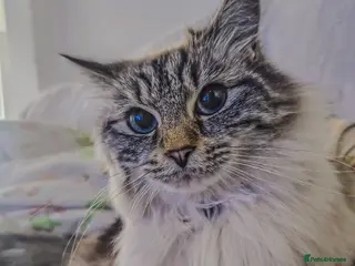 Ragdoll cats Cat looking new home - Advert 2