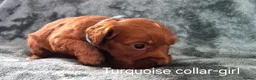 Cockapoo dogs for sale: Cockapoo puppies - Advert 11
