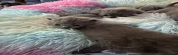 British Shorthair cats for sale: British shorthair kittens  - Advert 9