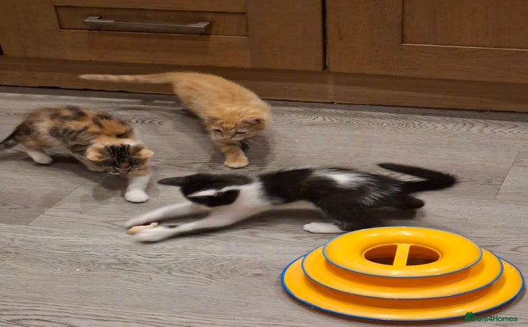 Mixed Breed cats - Advert 11