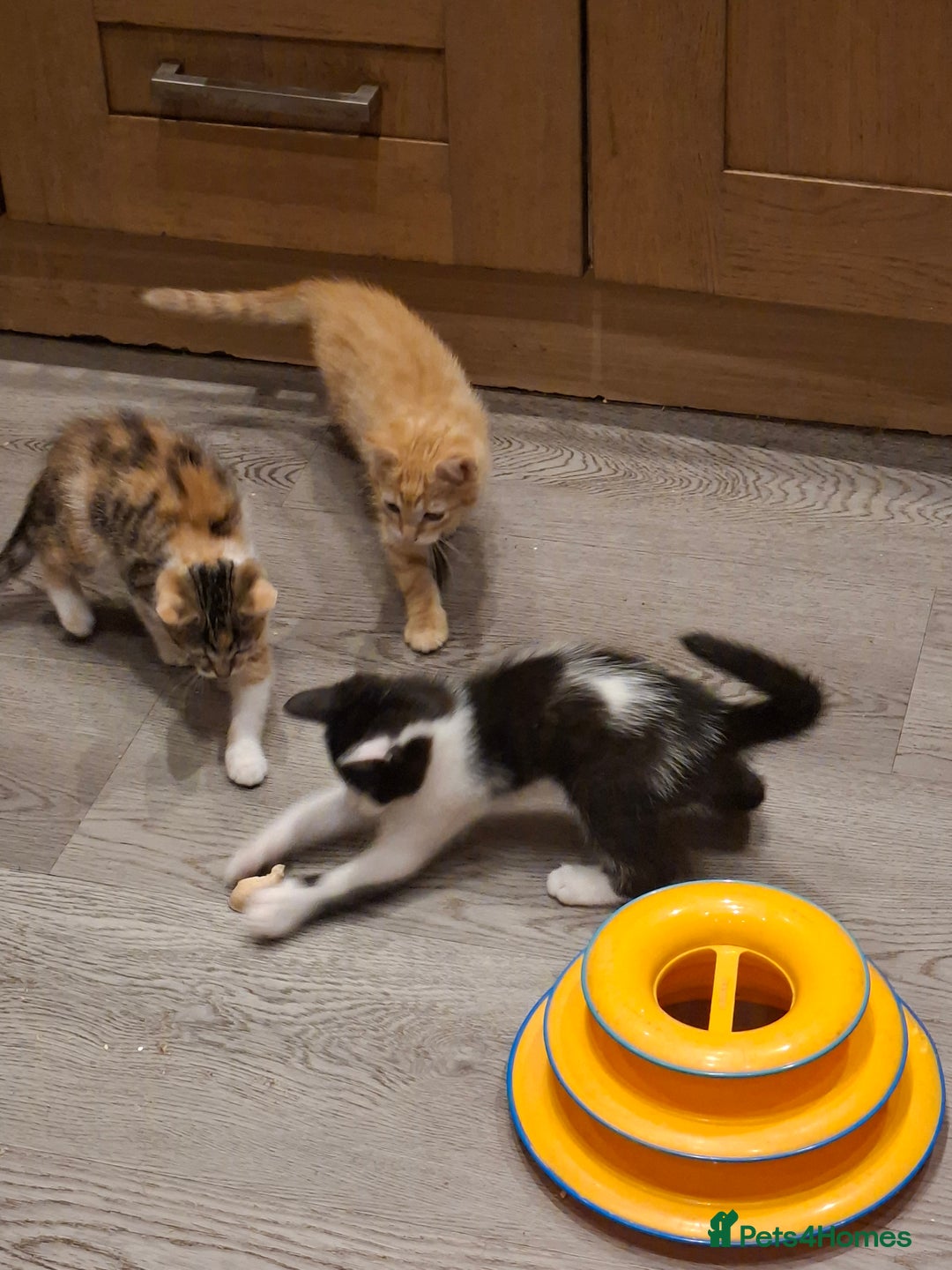 Mixed Breed cats for sale: 2 gorgeous kittens - Image 1