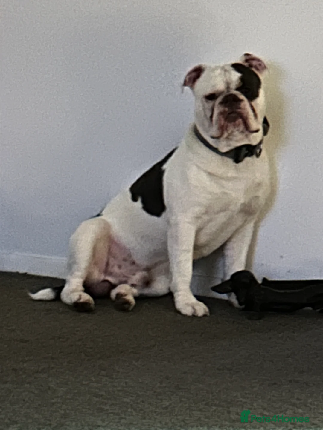 Dorset Olde Tyme Bulldogge dogs for sale: Olde Tyne English Bulldog - Advert 9