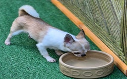 Chihuahua dogs for sale: Beautiful Tiny Young Male Chihuahua AVAILABLE. - Image 5