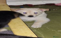 German Shepherd dogs for sale: Male gsd white  - Image 2