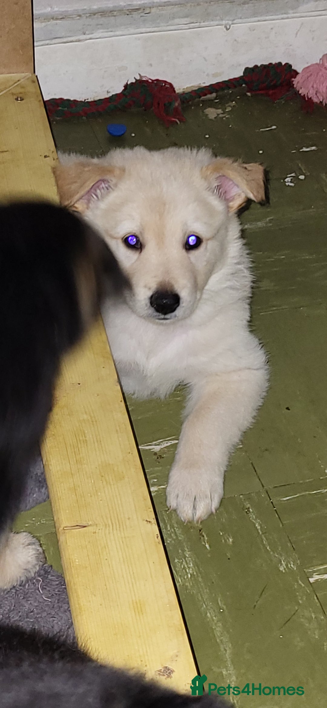 German Shepherd dogs for sale: Male gsd white  - Image 2