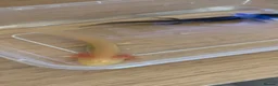 Axolotl reptiles for sale: Baby axolotls leucistic & black - Advert 2