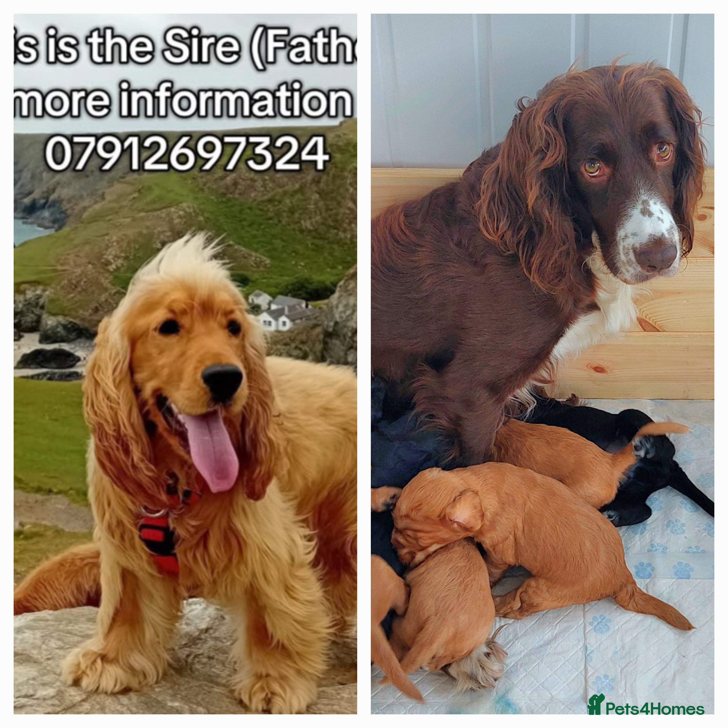 Cocker Spaniel dogs 5 Cocker spaniel pups - Advert 1