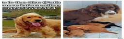 Cocker Spaniel dogs for sale: 5 Cocker spaniel pups - Advert 1