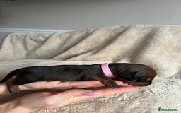 Dachshund dogs for sale: Miniature Dachshunds - Image 7