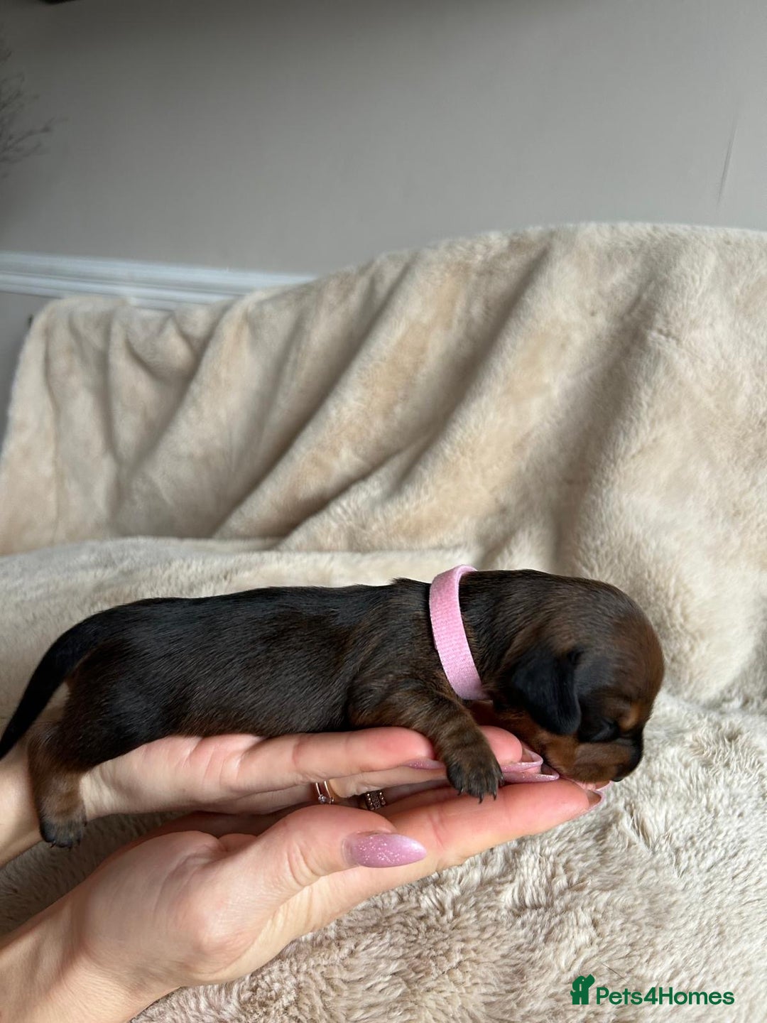 Dachshund dogs for sale: Miniature Dachshunds - Image 7
