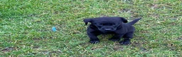 Labrador Retriever dogs for sale: kc registered labrador pups in Stafford - Advert 9
