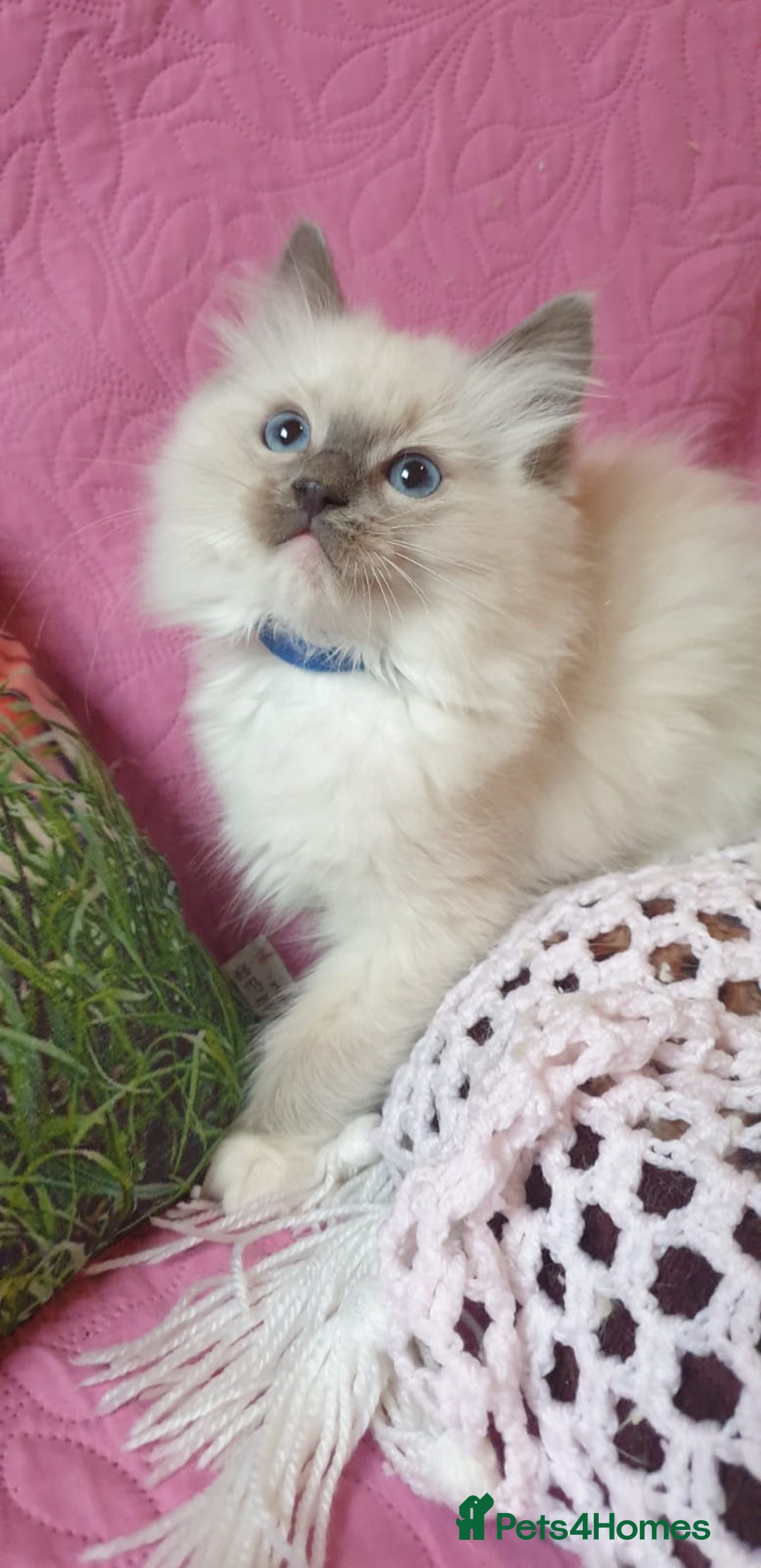 Ragdoll cats for sale: 💖Beautiful GCCF Registered Ragdoll Kittens. - Image 18