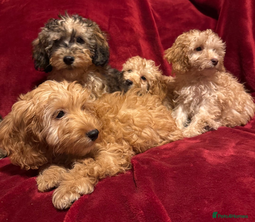 Cockapoo dogs for sale: 🐶 F1 Cockerpoo Puppies 🐶 - Image 3