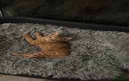 Maine Coon cats for sale: Beautiful mixed breed kittens  - Image 12