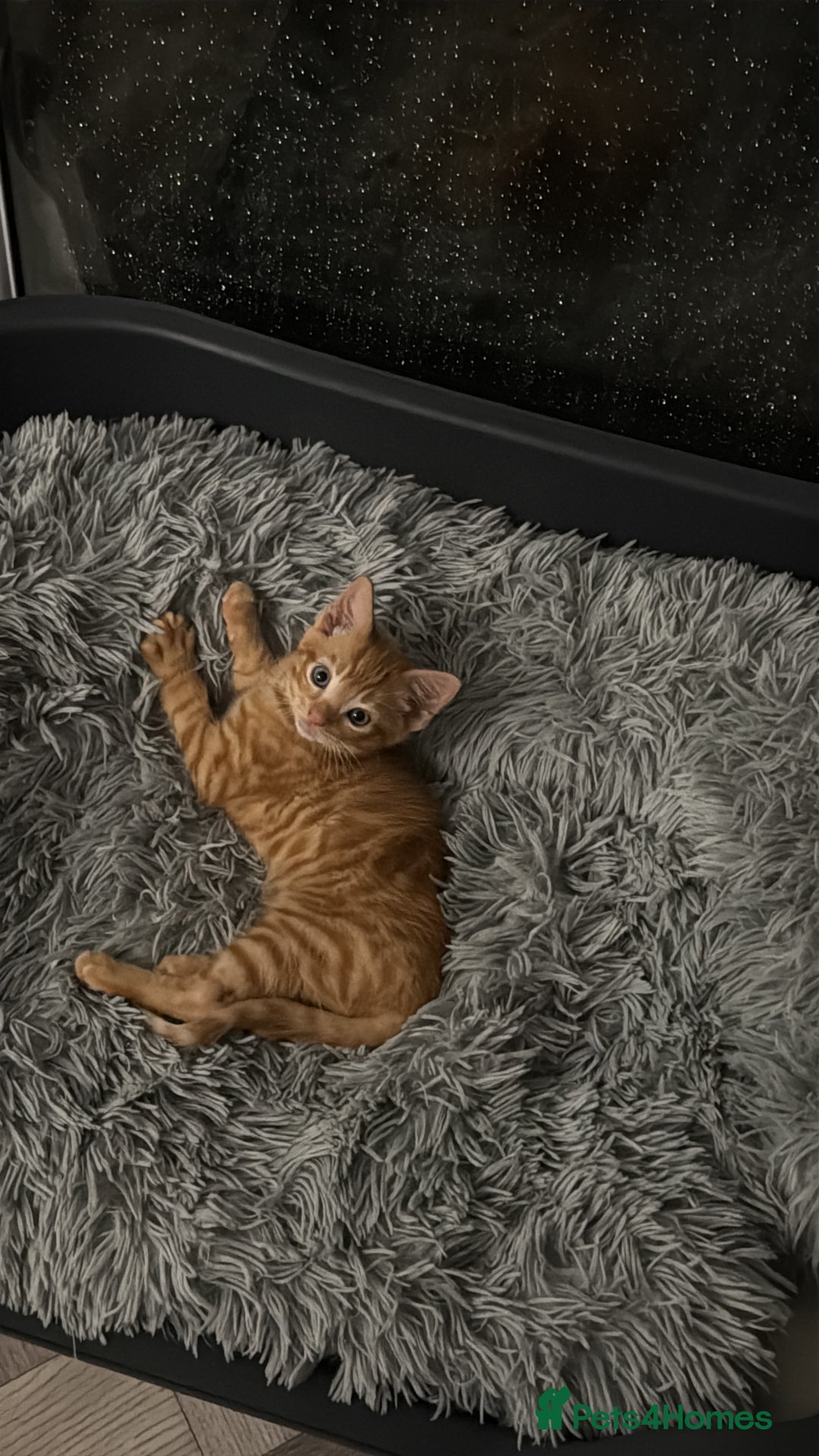 Maine Coon cats for sale: Beautiful mixed breed kittens  - Image 12