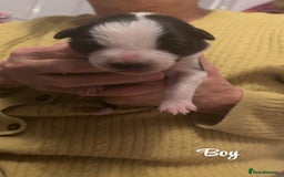 Border Collie dogs for sale: Border collie pups - Image 5