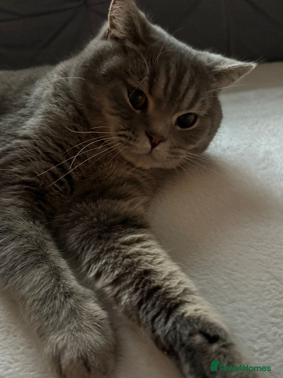 British Shorthair cats for sale: British shorthair male - Advert 3
