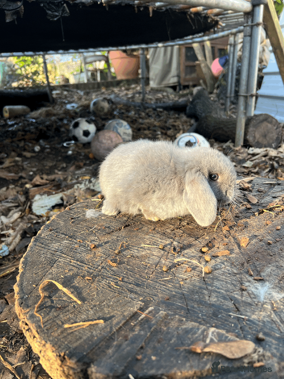 Mini Lop rabbits for sale: 100% Pure Family Bred Friendly Mini Lop Bunnies - Advert 4